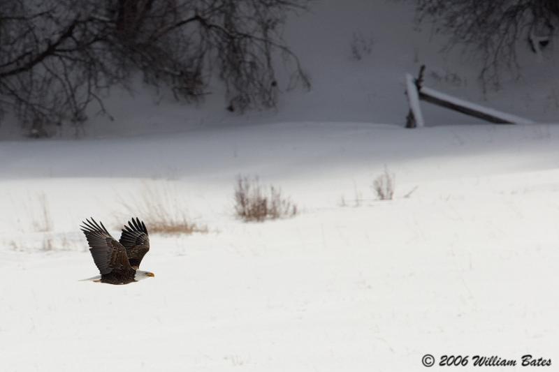Eagle Cruising 01_17_06.jpg