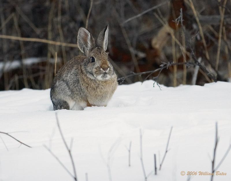 Cotton Tail Rabbit 01_17_06.jpg