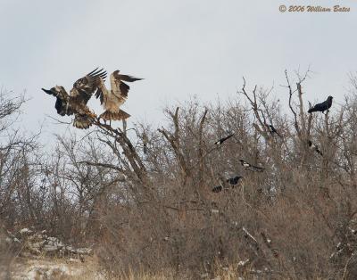 Eagles 01_17_06.jpg