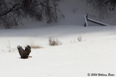 Eagle Cruising 01_17_06.jpg