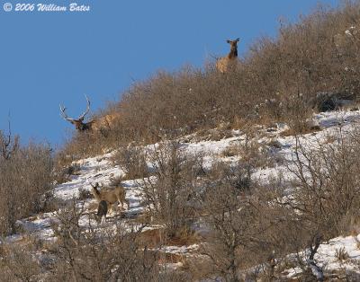 On The Ridge 01_23_06.jpg