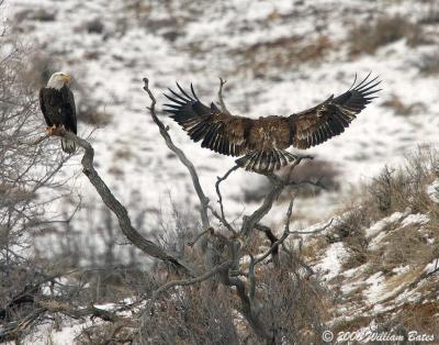 Eagle Wing Span 01_30_06.jpg