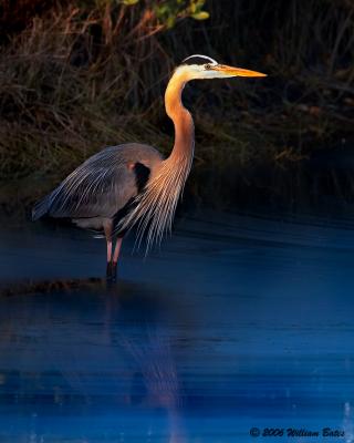 Great Blue Heron At Dawn 02_27_06.jpg