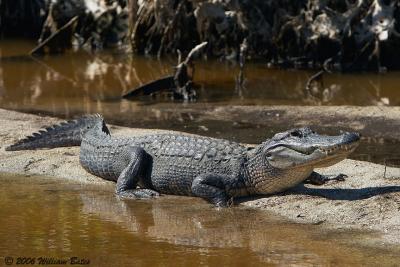 GatorSunning02_27_06.jpg