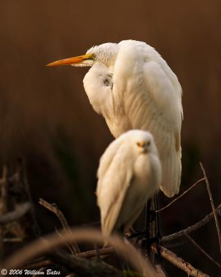 Egrets at Dawn 02_27_06.jpg