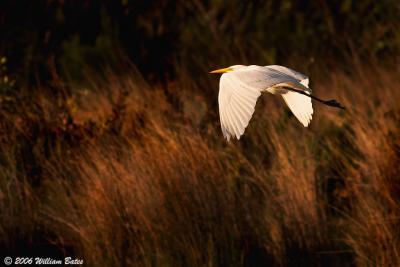 Early Morning On The Marsh 02_27_06.jpg