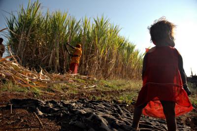 Sugar cane harvesters...