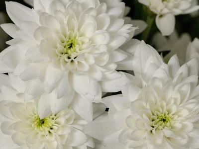 White Flowers