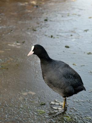 Coot on Ice