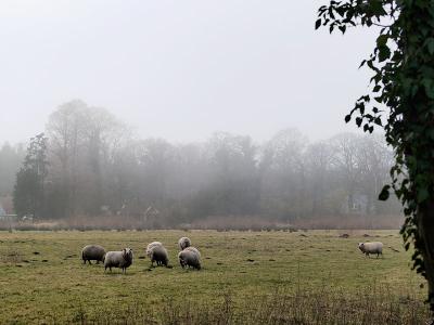 Sheep