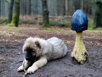 Fairy-Tale Pup