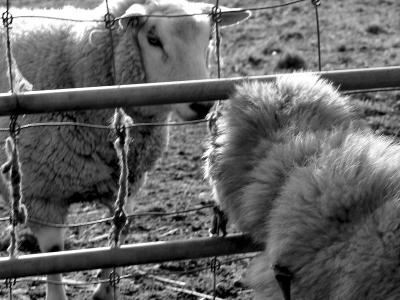 Pup Meet Sheep