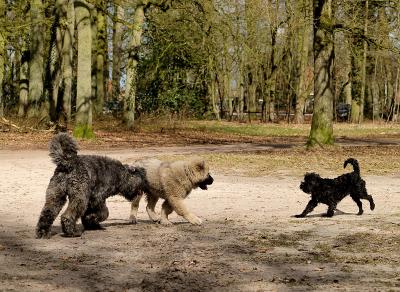 Playful Trio