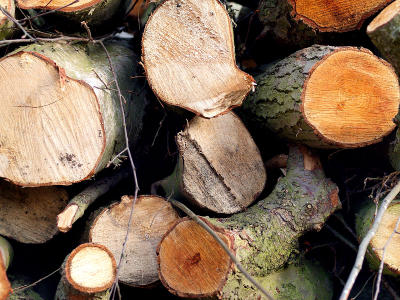 Firewood