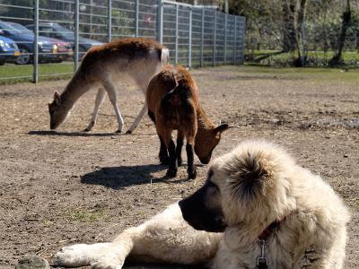 Dog, Deer & Goat