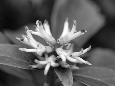 Small White Flower