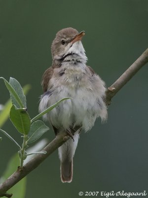 BuskRørsanger (Acrocephalus dumetorum)
