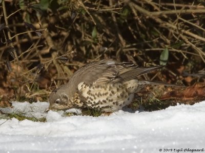 Misteldrossel (Turdus viscivorus)