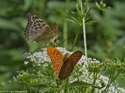 Kejserkbe + K. valensia