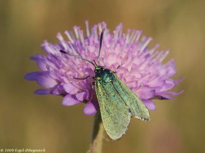 Grn Kllesvrmer female