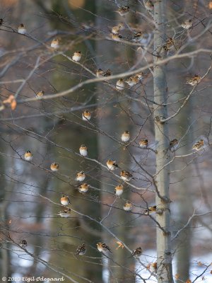 Kvkerfinke invasion winter