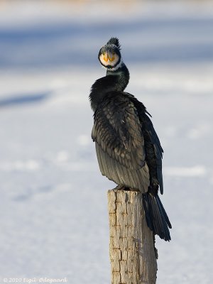Skarv