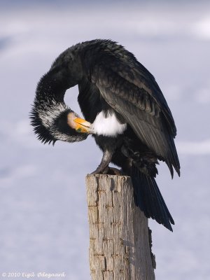 Skarv