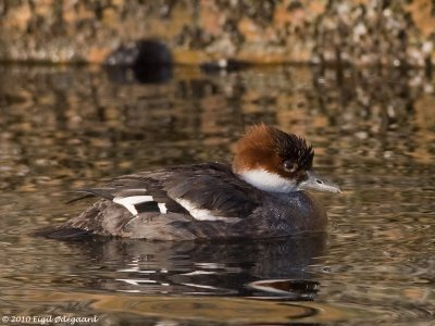 Lille Skallesluger female