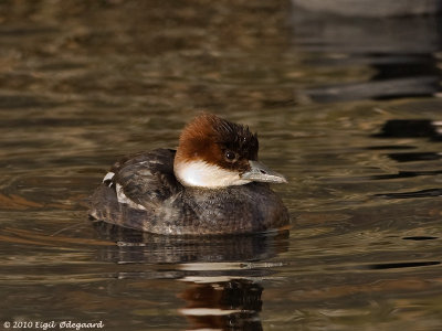 Lille Skallesluger female