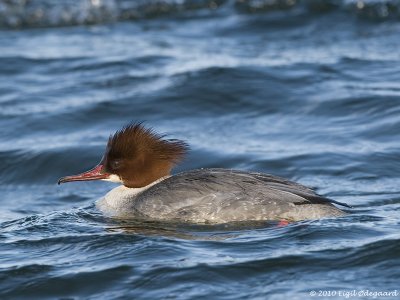 Stor Skallesluger female