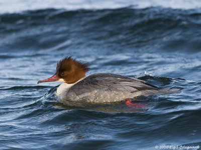 Stor Skallesluger female