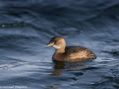 Lille Lappedykker (Tachybaptus rucifollis)