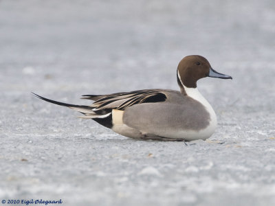 Spidsand male