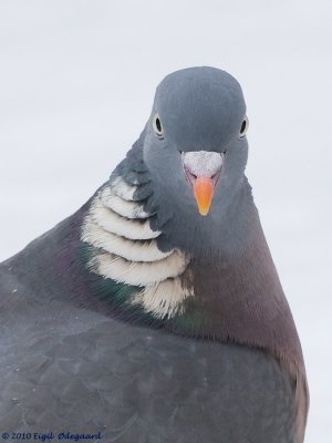 Ringdue (Columba palumbus)