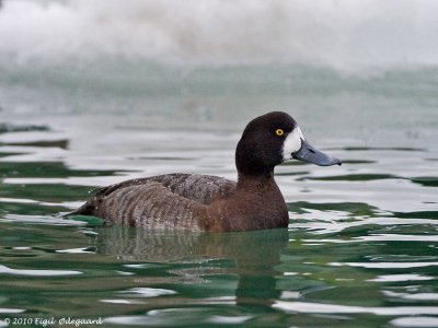 Bjergand female