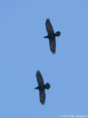 Ravn (Corvus corax)