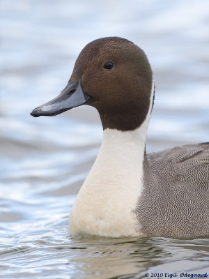 Spidsand male