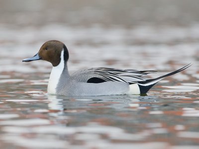 Spidsand male