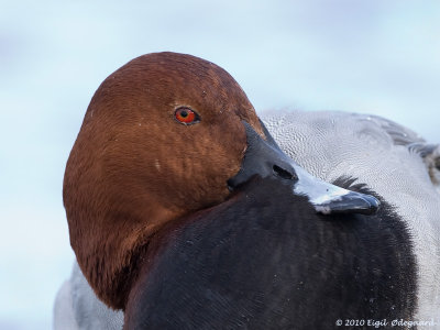 Taffeland male