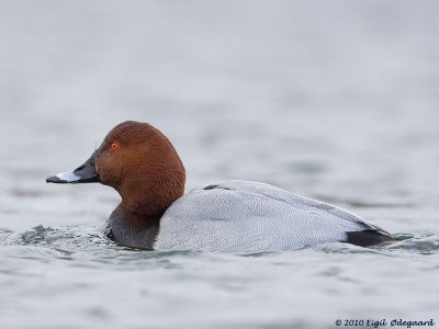 Taffeland (Aythya ferina)