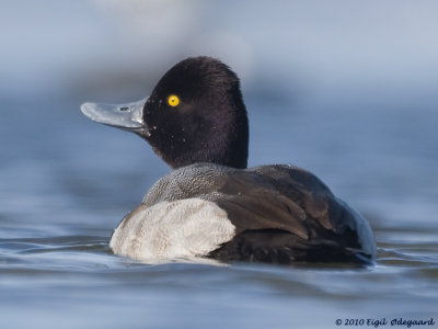 Lille Bjergand (Aythya affinis)