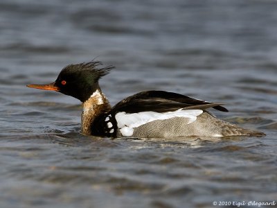 Toppet Skallesluger male