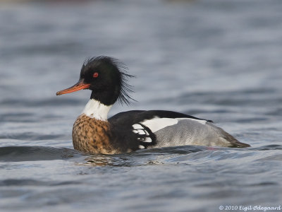 Toppet Skallesluger male