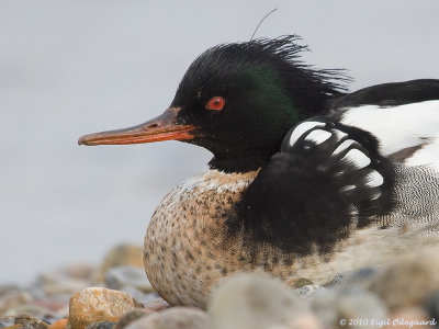 Toppet Skallesluger male