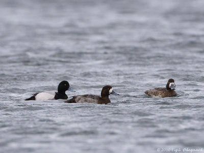 Bjergand (Aythya marila)