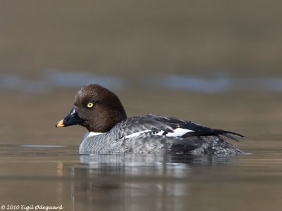 Hvinand female