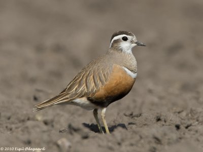 Pomeransfugl female, Denmark