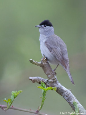 Munk (Sylvia atricapilla)