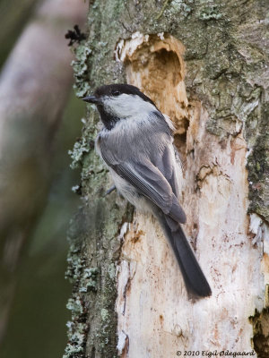 Fyrremejse (Poecile montana)