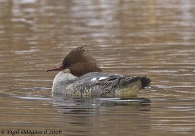 Stor Skallesluger female